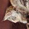Curtis, 8 mois