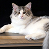 Dahlia, 5 mois