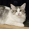 Dahlia, 5 mois