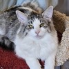 Dahlia, 8 mois