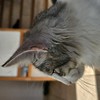 Dahlia, 8 mois