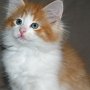 For Your Eyes Only, 9 weeks