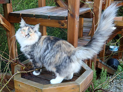 Galinetta,  and a half year old