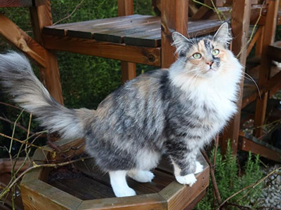Galinetta,  and a half year old