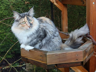 Galinetta,  and a half year old