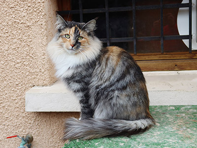 Galinetta,  and a half year old