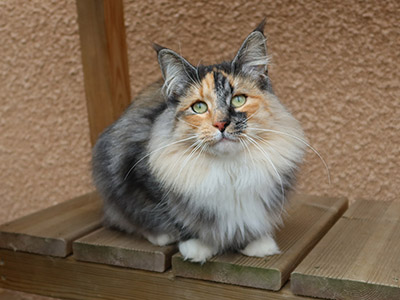 Galinetta,  and a half year old