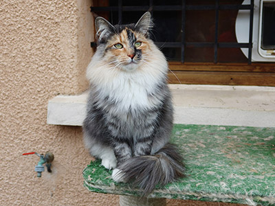 Galinetta,  and a half year old