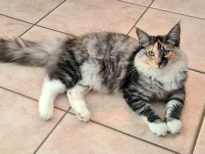 Galinetta, 6 months old