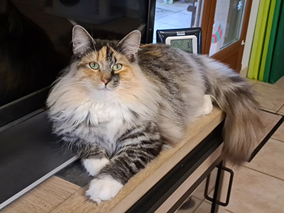 Galinetta, 9 months old