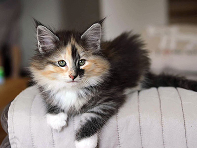 Galinetta, kitten