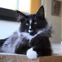 Ghost Rider, 4 months