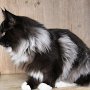 Ghost Rider, 6,5 months
