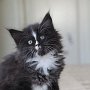 Ghost Rider, 7 weeks