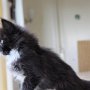 Ghost Rider, 8 weeks