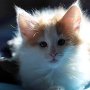 Gisèle, 8 weeks