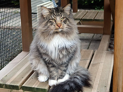 Picasso, 1 and a half year old