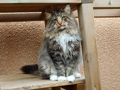 Picasso, 1 and a half year old
