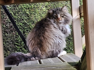Picasso, 3 and a half years old