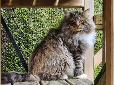 Picasso, 3 and a half years old