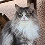 Sheyenne, 1 an