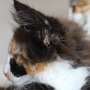 Taima, 10 weeks