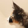 Taima, 11 weeks