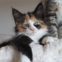 Taima, 11 weeks