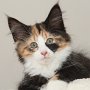 Taima, 11 weeks