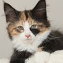 Taima, 11 weeks