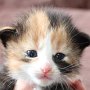 Taima, 16 days