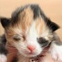 Taima, 4 days