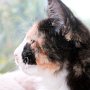 Taima, 4 months