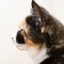 Taima, 4 months