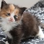 Taima, 4 weeks