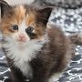 Taima, 4 weeks
