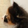 Taima, 5 weeks