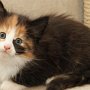 Taima, 6 weeks