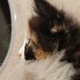 Taima, 6 weeks