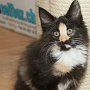 Uccella, 11 weeks