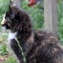 Uccella, 12 weeks