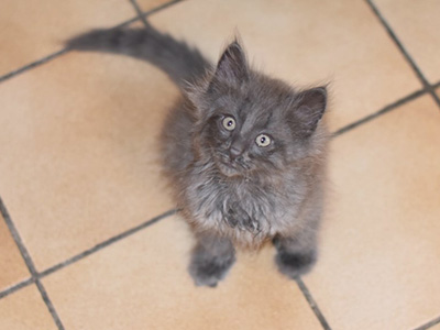 Ganesh, 9 weeks old