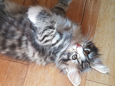 Gaia, 7 weeks old