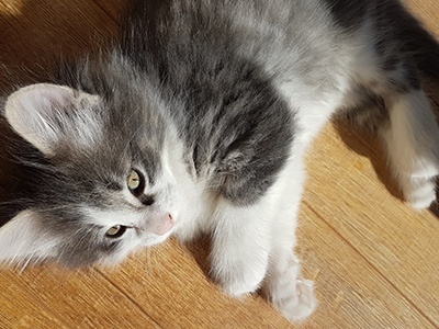 Gizmo, 7 weeks old