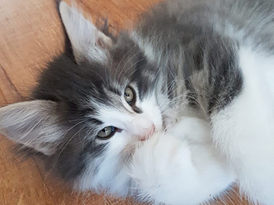 Gizmo, 7 weeks old