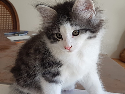 Gryffondor, 7 weeks old