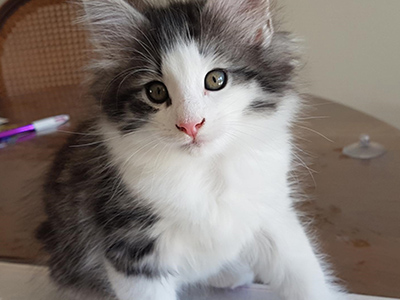 Gryffondor, 7 weeks old