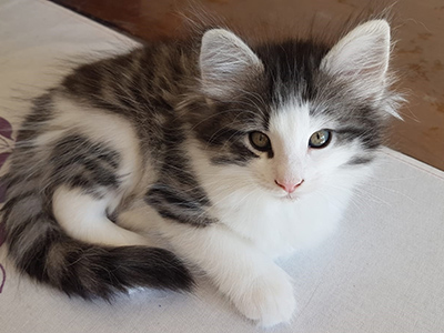Gryffondor, 7 weeks old