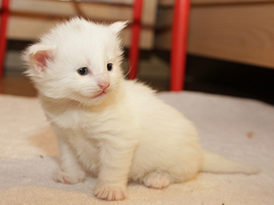 Gambit Queen, 3 weeks old