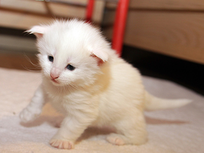 Gambit Queen, 3 weeks old